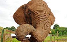 ELEPHANT LEARNS TO PLAY THE HARMONICA A music-loving elephant called Five has been serenading its keepers at West Midlands (England) Safari Park, after learning to play the harmonica.