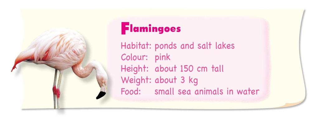 Where They live How tall They re do flamingoes live in ponds and salt lakes are flamingoes about 150 centimetres tall Read the information and complete the dialogues 1 A: What colour are flamingoes