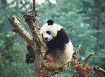 panda do B: It can climb trees Photo: FOTOE / Huang Yan