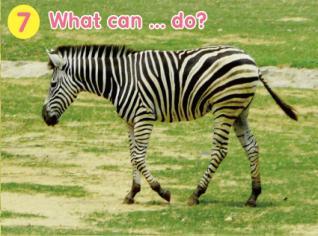 6 B: What can the zebra do C: It can