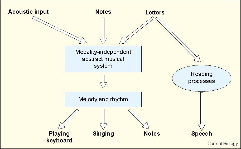 9. Blood AJ, Zatorre RJ, Bermudez P, Evans AC: Emotional responses to pleasant and unpleasant music correlate with activity in paralimbic brain regions. Nat Neurosci 1999, 2:382-387. 10.