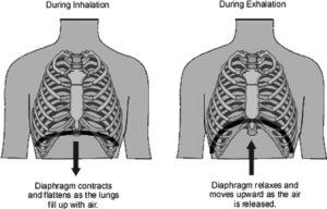 controlled exhalation (phonation) recovery not relevant for this topic (Source of illustration: http://www.johngull.co.uk/anatomy%20of%20the%20voice.