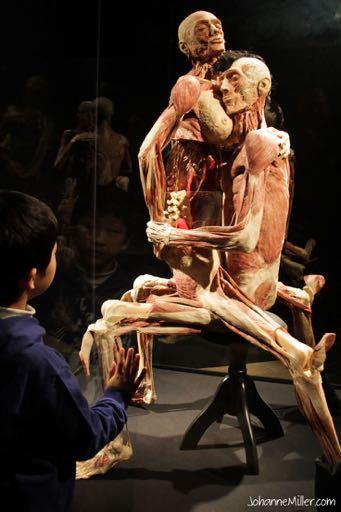 Operating theaters and the Body Worlds exhibition illustrate José van Dijck s claim about the transgression of