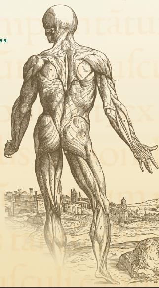 The Fabric of the Human Body An Annotated Translation of the 1543 and 1555 Editions of De Humani Corporis Fabrica,