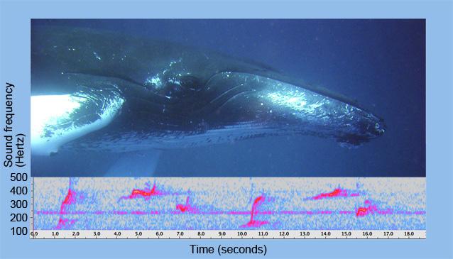 5. Explain that now the class will have a chance to be like scientists who study whale volcalizations. They will listen to whale sounds again and track the sounds that they hear on a graph.