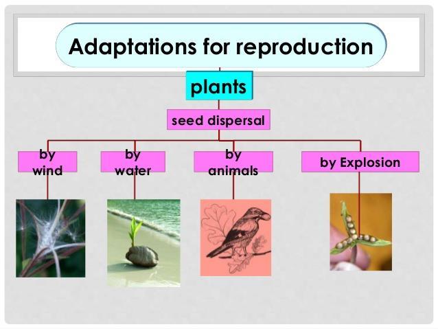 E.V.S. Theme: Plants Discusses and understands how flowering and non-flowering plants reproduce. Observes the germination of seeds under different conditions.