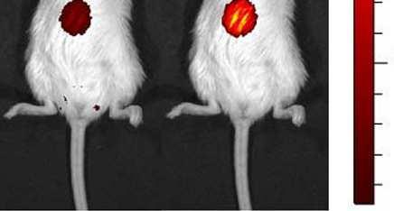 ) in water (ph 1) for to 3 hours. Figure S17. Representative fluorescence images of mice injected with CC33 in vivo.