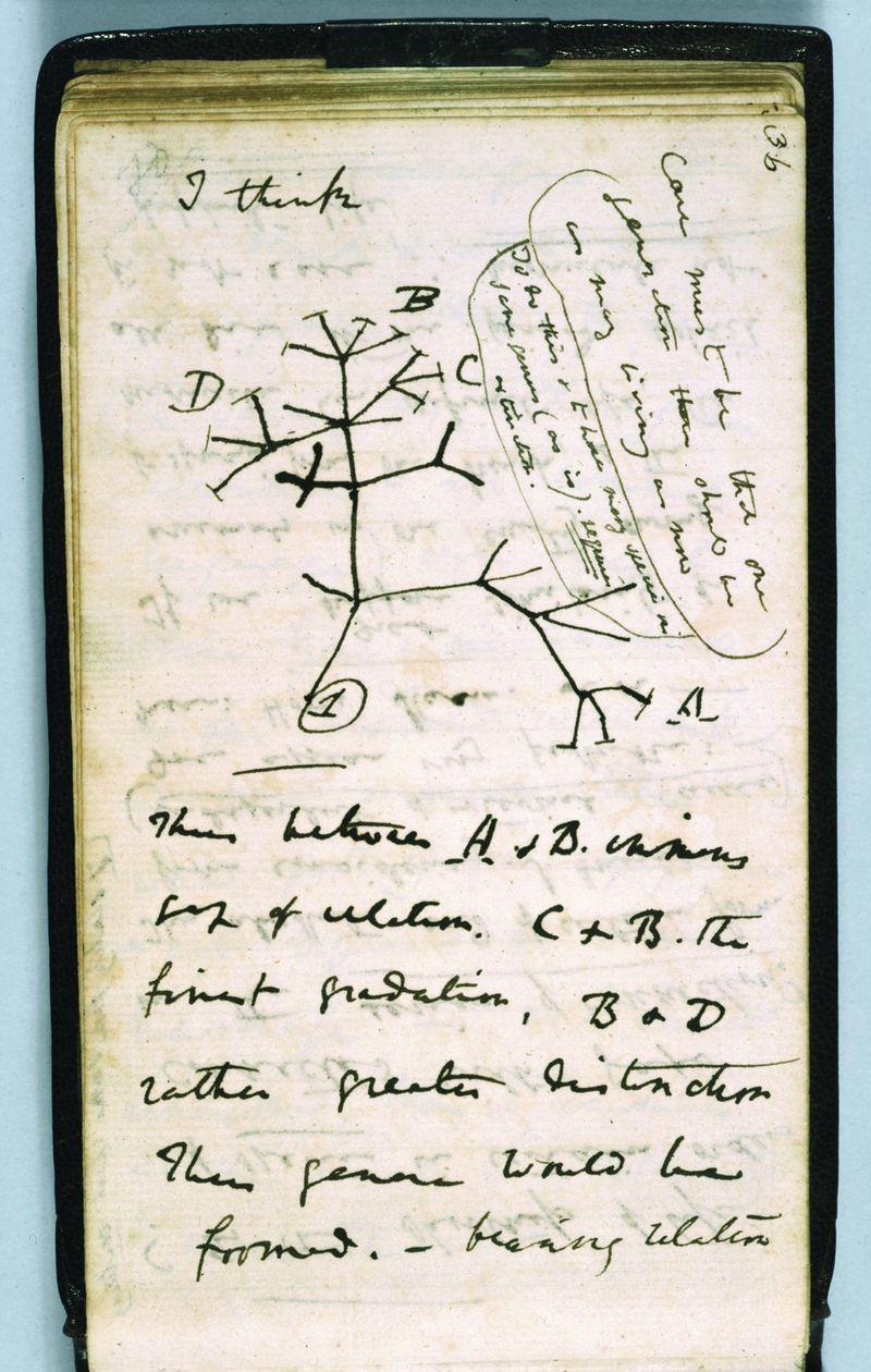 Charles Darwin's notebook (1837): the sketch of the first diagram of an evolutionary tree. He wrote in this piece of paper: I think case must be that one generation should have as many living as now.