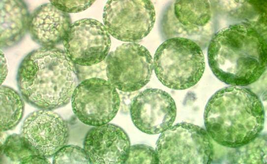cells - PlasDIC Embryo:
