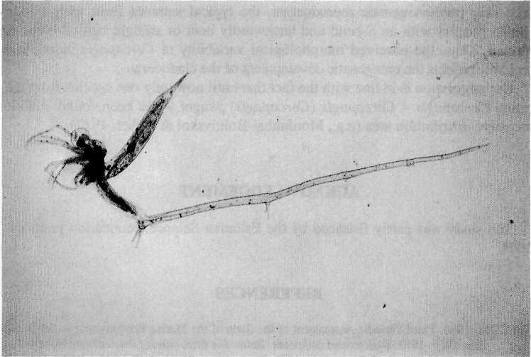 Fig. 1. A typical representative of the 'spring form' of Cercopagis (caught in the northeastern part of the Gulf of Riga on 16 June 1997). Magnification x 17.8. Table 1.