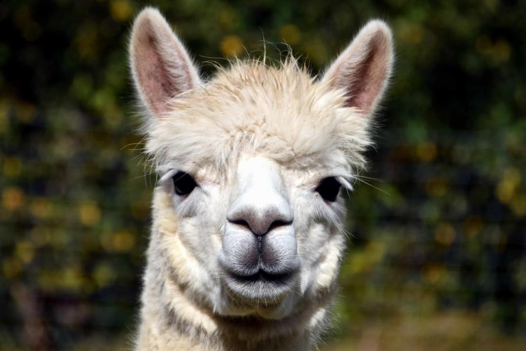 Their scientific name is lama glama which is cute, their height at the shoulders is 47 inches and the size is