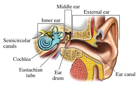 ANATOMICAL CAUSES OF TINNITUS Sound enters the ear canal It strikes the eardrum, causing it to vibrate These vibrations are carried by tiny bones, called ossicles, to the inner ear Fluid in the inner