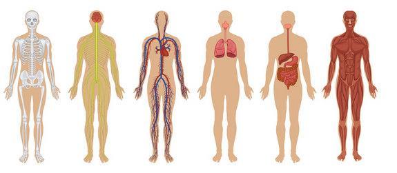 Science HEALTH AND THE HUMAN BODY The pupils will learn how the human respiratory, digestive and