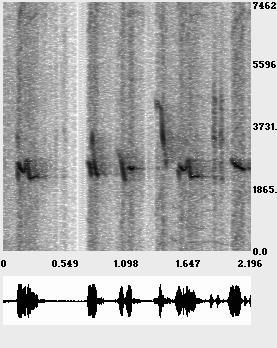 The recording of the oriole s song has intermittent noise that interferes with the clarity of the individual chirps in the song. We will show how to denoise this recording in Section 5.1.
