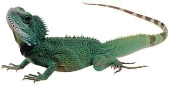The common iguana is a tree-dwelling, plant-eating lizard found in the tropical regions of Mexico and South America. It can grow up to six feet long, with the tail making up about half of its length.