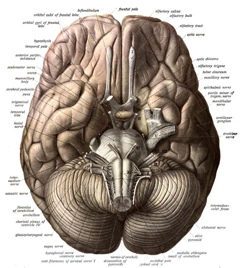 For instance, if we zoom into or enlarge a human brain, we cannot see any mind in