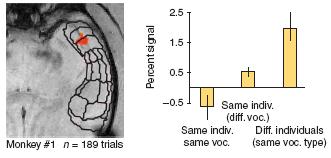 Vocalization in apes and monkeys Macroscopic Neuroanatomy Vocal apparatus