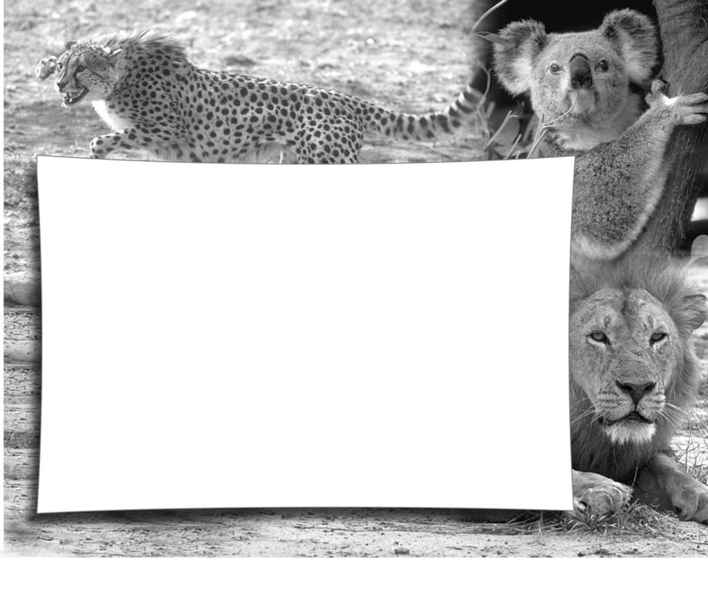 WILDLIFE QUIZ Name:... Date:... Class:... How much do you and your classmates know about wild animals? Write a quiz and give it to your classmates to answer. Then, check the answers together in class.
