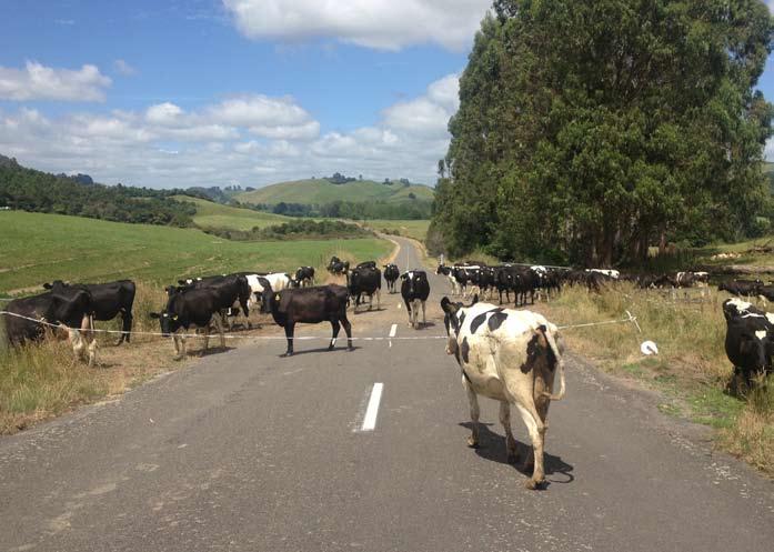New Zealand traffic jam actually had a few