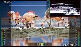 signal Dynamic UMD supporting TSL and Image Video protocol Gamma and color temperature correction