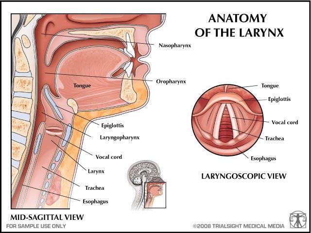 Thumbnail of Voice Anatomy / Function Glottis Internal muscle groups of Larynx Closer in back and along side Opener in back Lengthener in front Shortener along sides Vocal cords Thicker / Thinner