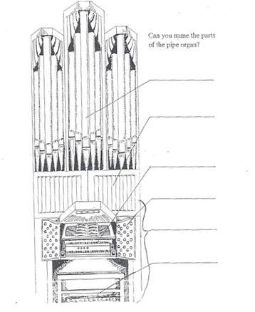 Use the word list to name the parts of the organ. (Answers are given below.