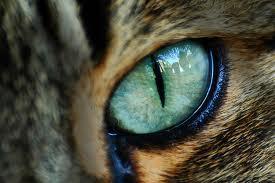 The eye of the cat is a magnificent moment because the mystery and the harmony of this moment