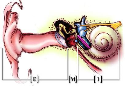 Physiology of the Human Auditory System Ossicles