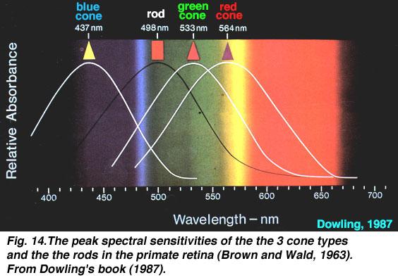 Cone and rod absorption spectra Note: these are relative absorbance over