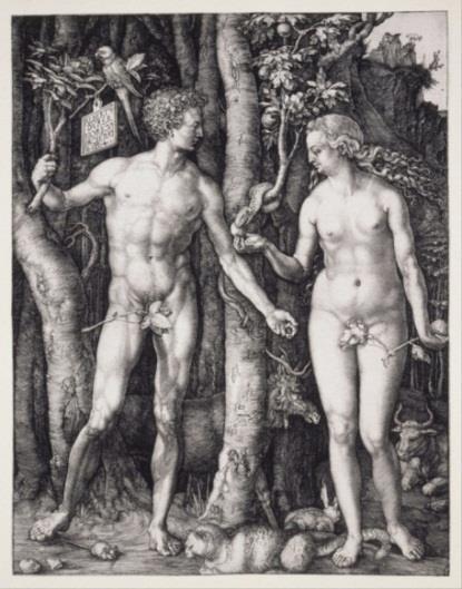 Dürerov bakrorez»adam in Eva«(slika 27) iz leta 1504 predstavlja eno od večjih naporov, ki jih je vložil v upodabljanje človeškega telesa v naravnih proporcih.