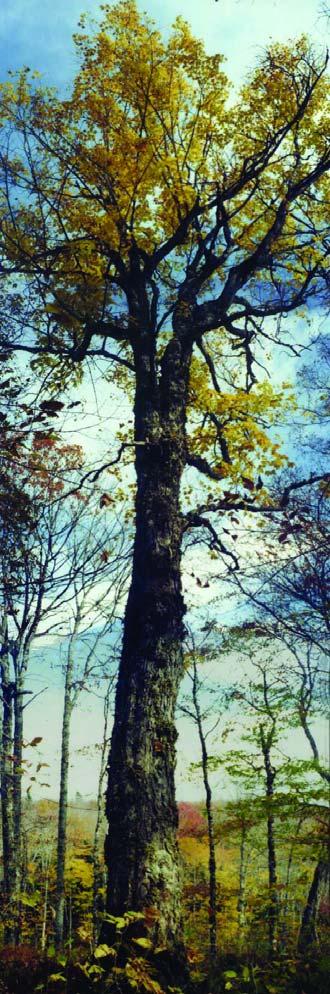 Fiddle Tree of Otis Thomas 188