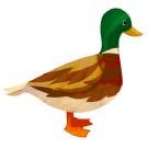 1. 2. duck sick duck sick hop duck 3.