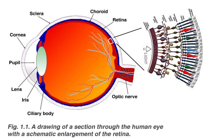 Retina Simple Anatomy