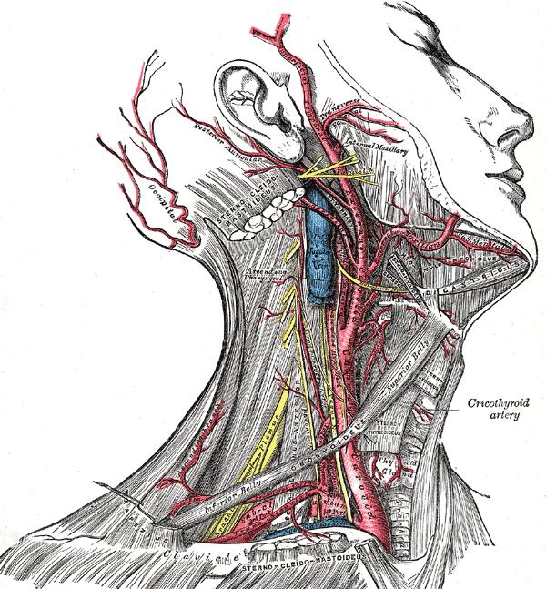 Gray s Anatomy Superficial dissection of the right side of the neck, showing