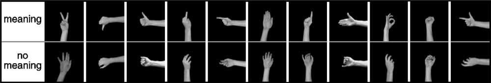 T.C. Gunter, P. Bach / Neuroscience Letters 372 (2004) 52 56 53 Fig. 1. The 11 hand postures used in the experiment.