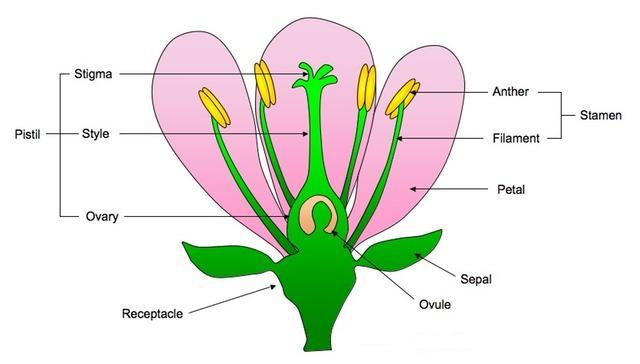 Labelled flower The stamen consists of the anther and the filament. The carpel consists of the stigma, style and ovary.