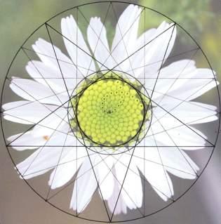 Fibonacci numbers are a pattern of natural growth and because ø is the fundamental division of the pentagon, 5 is the dominate substructure of living forms with Golden Mean numbers found
