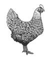 Hens and Roosters The hens and roosters make scratching and cackling sounds -