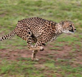 Picture Glossary cheetahs (CHEE-tahz): These large, spotted cats live in parts of