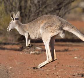 kangaroos (kang-guh-rooz): These large