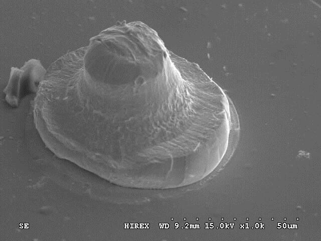 Anodes SEM tilt view : P-GaN electrode Gold Bump The anode and cathode have the
