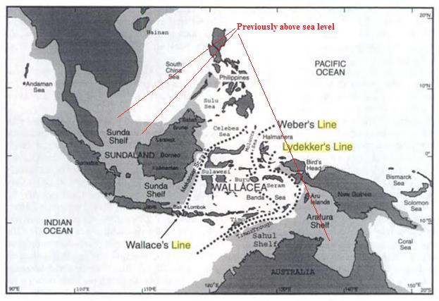Wallacea where Oriental and Papuan biotas intermingle. Wallace s line and lines drawn by subsequent authors indicated by dotted lines.
