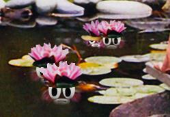 Fig. The result: The water lilies are reflected in the water However, you do not have to use the same Clip as the