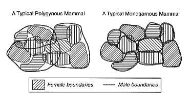 1 slide 13 Mating systems and spatial behavior Monogamy: male and female share a territory Polygyny: Male has bigger territory, visits lots of females Psy 362S 2007, Lecture 6.