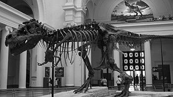 FSA ELA Reading Practice Test Answer Key 4 To display Tyrannosaurus Sue s giant skeleton, the museum called in experts.