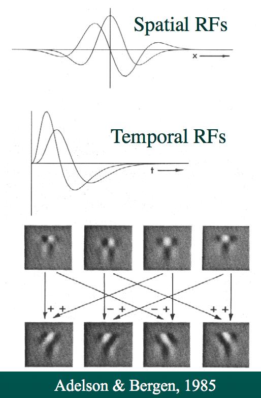 Motion Energy Models By combining receptive fields of different neurons, a directionally selective cell can be built.