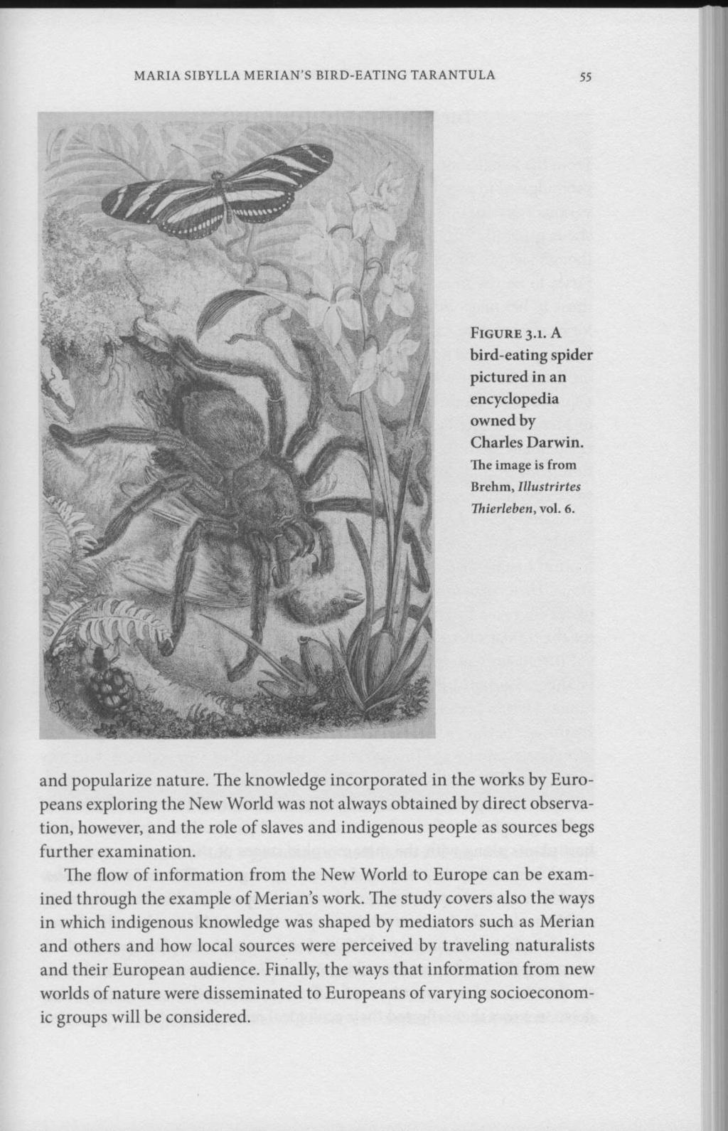 MARIA SIBYLLA MERIAN'S BIRD-EATING TARANTULA 55 FIGURE 3.1. A bird-eating spider pictured in an encyclopedia owned by Charles Darwin. The image is from Brehm, Illustrirtes Thierleben, vol. 6.