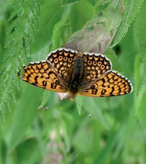 Au fost descoperite 14 specii de fluturi în premiera în fauna României şi