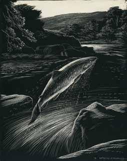 ORIGINAL ARTWORK 244. Silver, Shining, Fresh Run From The Sea A delightful original scraperboard illustration. 24 x 20cm.