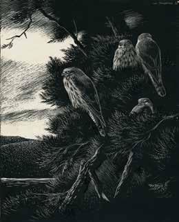 LITERATURE: The Birds Of The Lonely Lake (Benn, 1961), reproduced on page 59. [37496] 1,250 245. Young Merlins Roosting An original scraperboard drawing.
